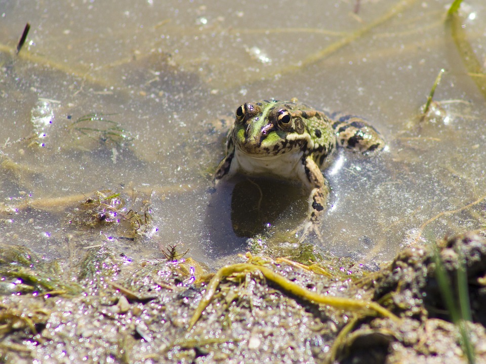 Pond Cleaning